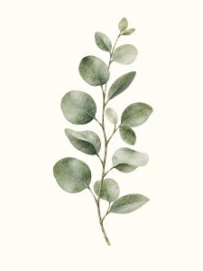 Eukaliptus – plakat botaniczny Minnla