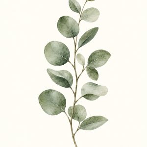 Eukaliptus – plakat botaniczny Minnla