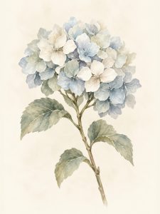 Hortensja – plakat botaniczny Minnla