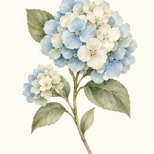 Hortensja błękitna – plakat botaniczny Minnla