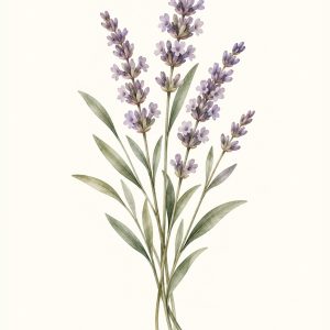 Lawenda – plakat botaniczny Minnla