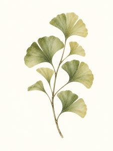 Miłorząb japoński – plakat botaniczny Minnla