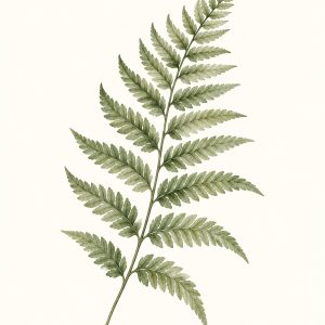 Paproć – plakat botaniczny Minnla