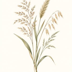 Polne trawy – plakat botaniczny Minnla